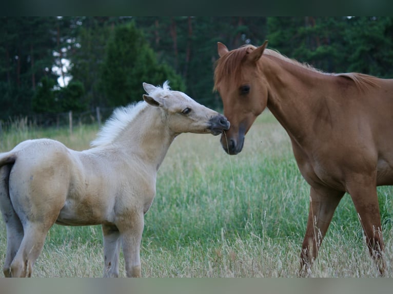 American Quarter Horse Stallion Foal (05/2026) 15 hh Palomino in Neufra