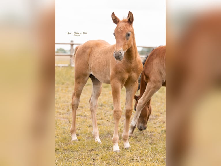 American Quarter Horse Stallion Foal (05/2025) 15 hh in Lahn