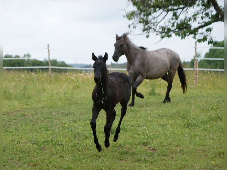 American Quarter Horse Stallion  15 hh Roan-Blue in Breitenbach
