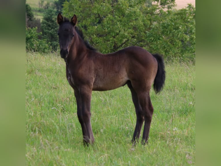 American Quarter Horse Stallion Foal (04/2024) 15 hh Roan-Blue in Breitenbach