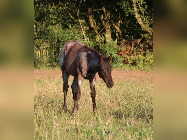 American Quarter Horse Stallion Foal (04/2025) 15 hh Roan-Blue in Breitenbach