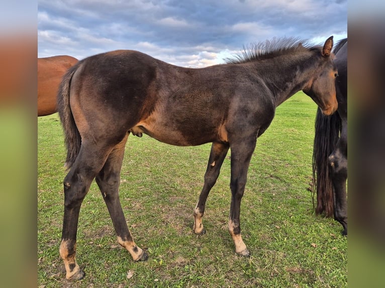 American Quarter Horse Stallion Foal (07/2025) 15 hh Smoky-Black in M&#xFC;cke