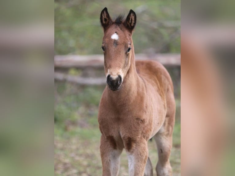 American Quarter Horse Stallion  15,1 hh Bay-Dark in Greifenstein