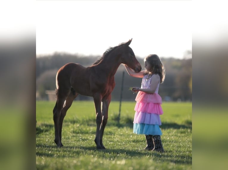 American Quarter Horse Stallion  15,1 hh Brown in Marklohe