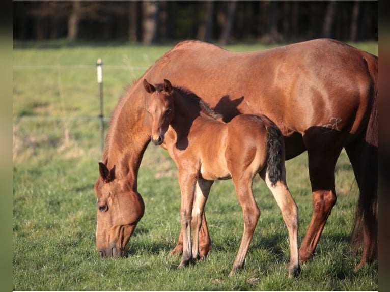 American Quarter Horse Stallion  15,1 hh Brown in Marklohe