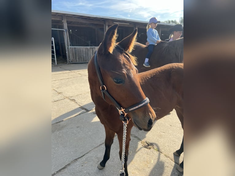American Quarter Horse Stallion Foal (05/2025) 15,1 hh Brown in Beelitz