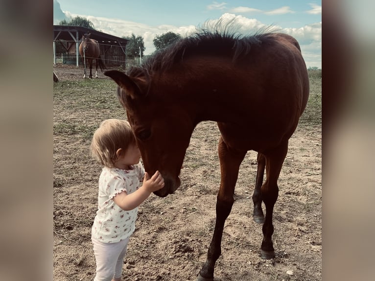 American Quarter Horse Stallion Foal (05/2025) 15,1 hh Brown in Beelitz