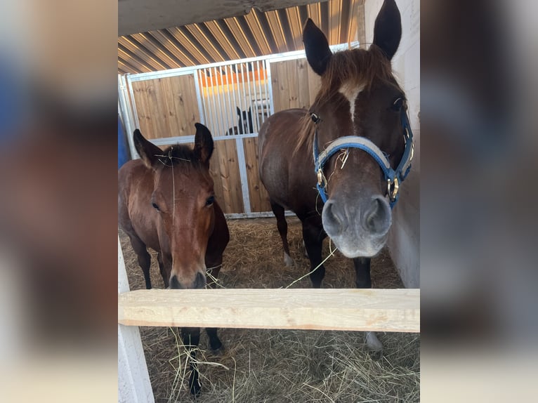American Quarter Horse Stallion Foal (05/2025) 15,1 hh Brown in Beelitz