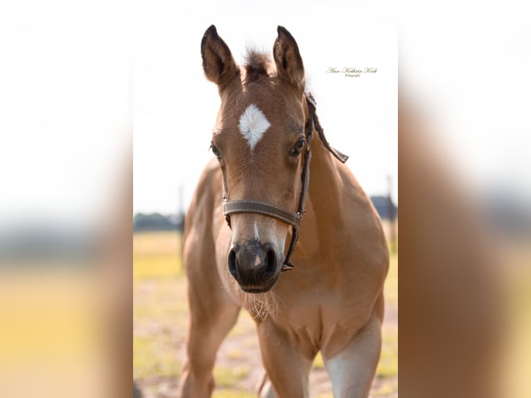 American Quarter Horse Stallion Foal (05/2025) 15,1 hh Buckskin in Lahn American Quarter Horse Stallion Foal (05/2025) 15,1 hh Buckskin in Lahn