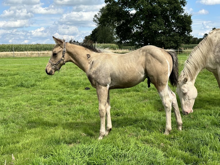 American Quarter Horse Stallion Foal (05/2025) 15,1 hh Buckskin in Detern