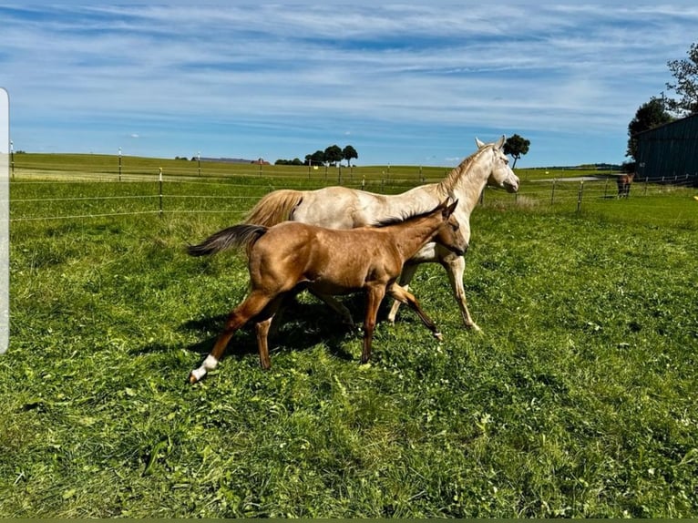 American Quarter Horse Stallion Foal (04/2025) 15,1 hh Buckskin in St&#xF6;ttwang