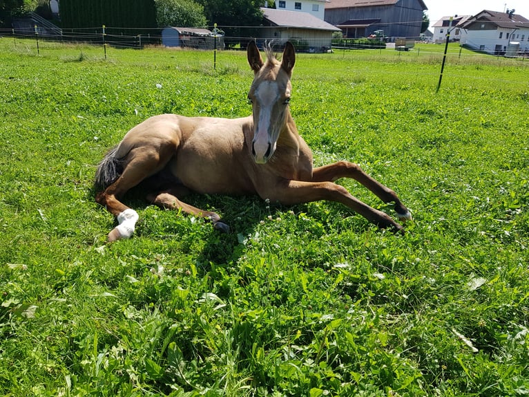 American Quarter Horse Stallion Foal (04/2025) 15,1 hh Buckskin in St&#xF6;ttwang