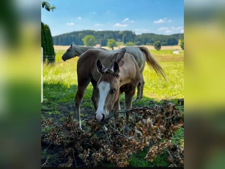 American Quarter Horse Stallion Foal (04/2025) 15,1 hh Buckskin in St&#xF6;ttwang