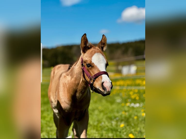 American Quarter Horse Stallion Foal (04/2025) 15,1 hh Buckskin in St&#xF6;ttwang