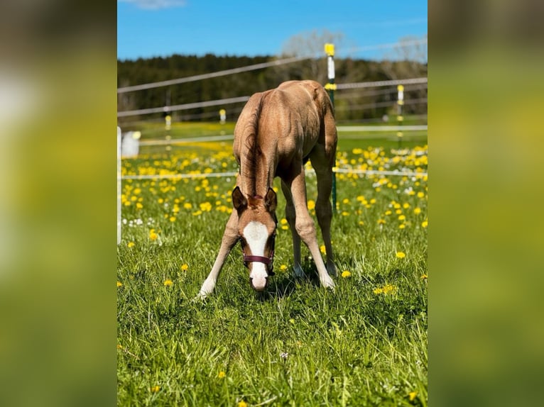 American Quarter Horse Stallion Foal (04/2025) 15,1 hh Buckskin in St&#xF6;ttwang