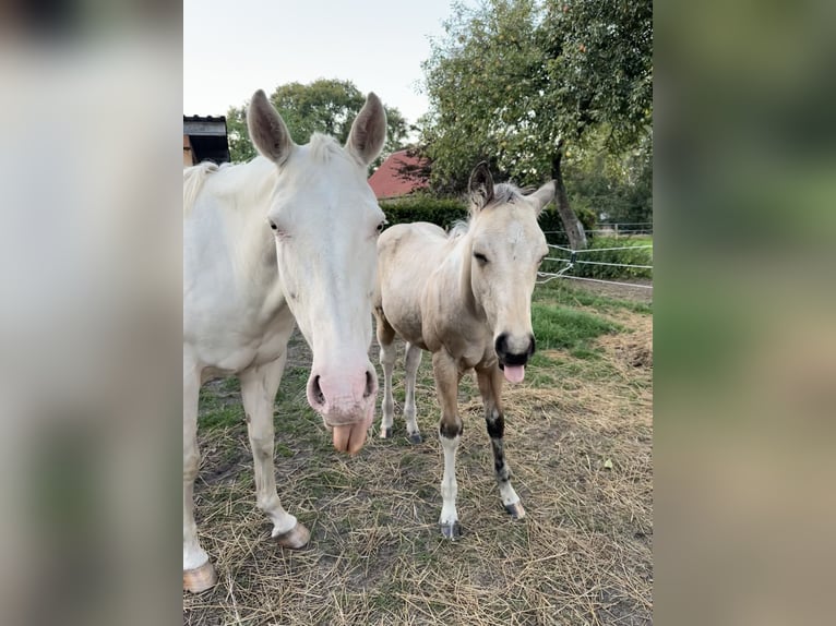 American Quarter Horse Stallion Foal (05/2025) 15,1 hh Buckskin in Detern