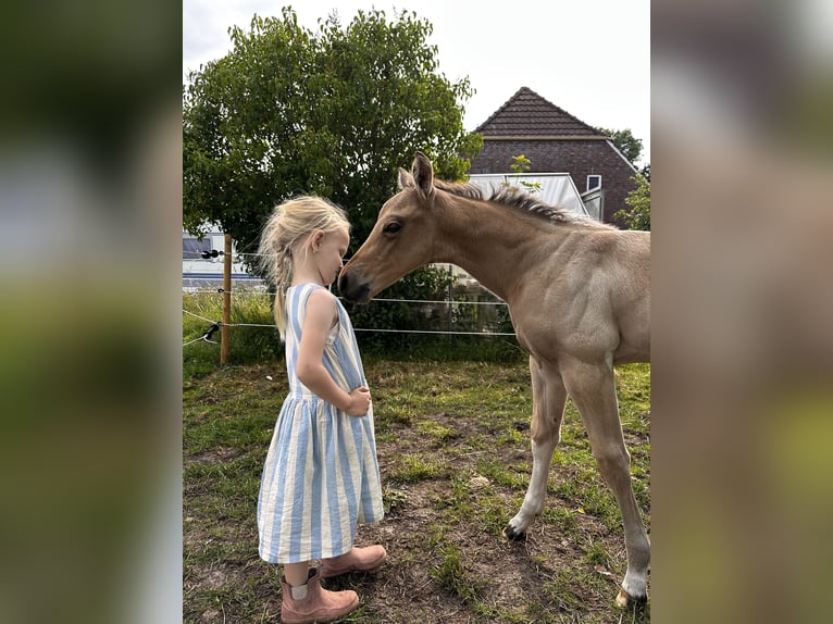 American Quarter Horse Stallion Foal (05/2025) 15,1 hh Buckskin in Detern