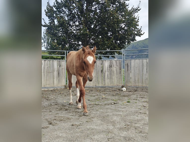 American Quarter Horse Mix Stallion Foal (04/2025) 15,1 hh Chestnut-Red in Tarrenz