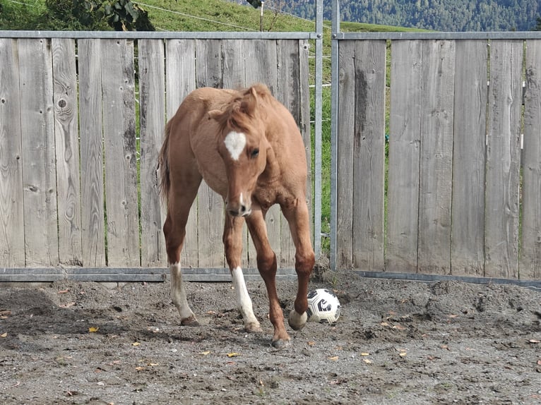 American Quarter Horse Mix Stallion Foal (04/2025) 15,1 hh Chestnut-Red in Tarrenz