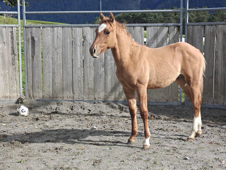 American Quarter Horse Mix Stallion Foal (04/2025) 15,1 hh Chestnut-Red in Tarrenz
