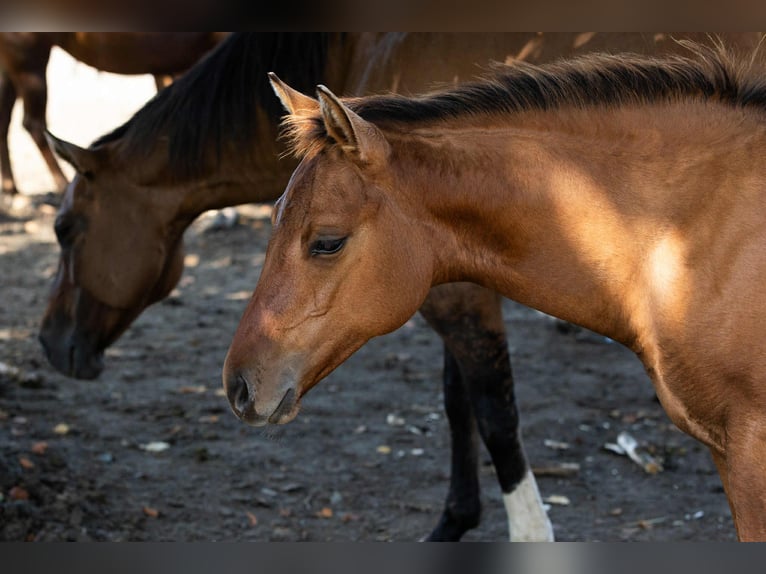 American Quarter Horse Stallion Foal (05/2025) 15,1 hh Dun in Arnoldstein American Quarter Horse Stallion Foal (05/2025) 15,1 hh Dun in Arnoldstein