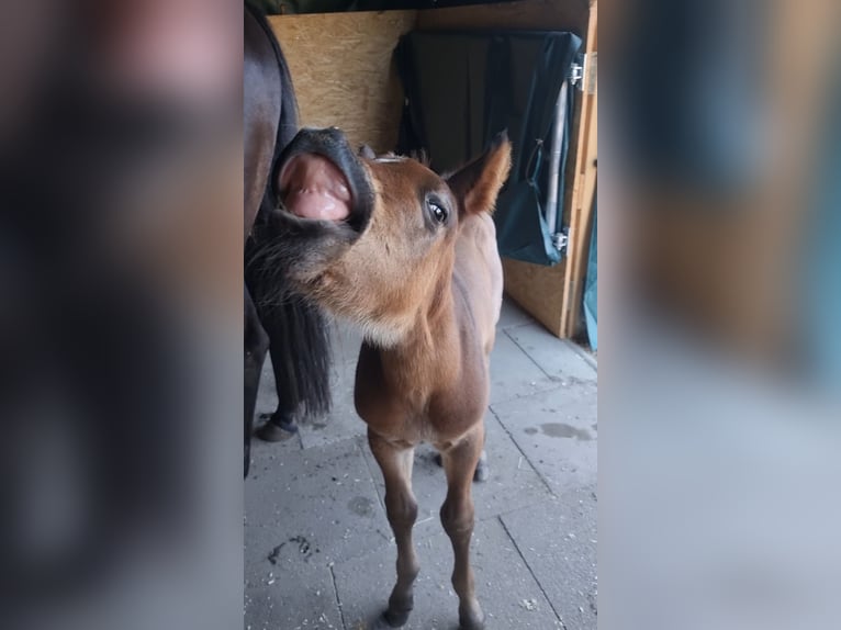American Quarter Horse Stallion  15,1 hh Roan-Bay in Alt Duvenstedt