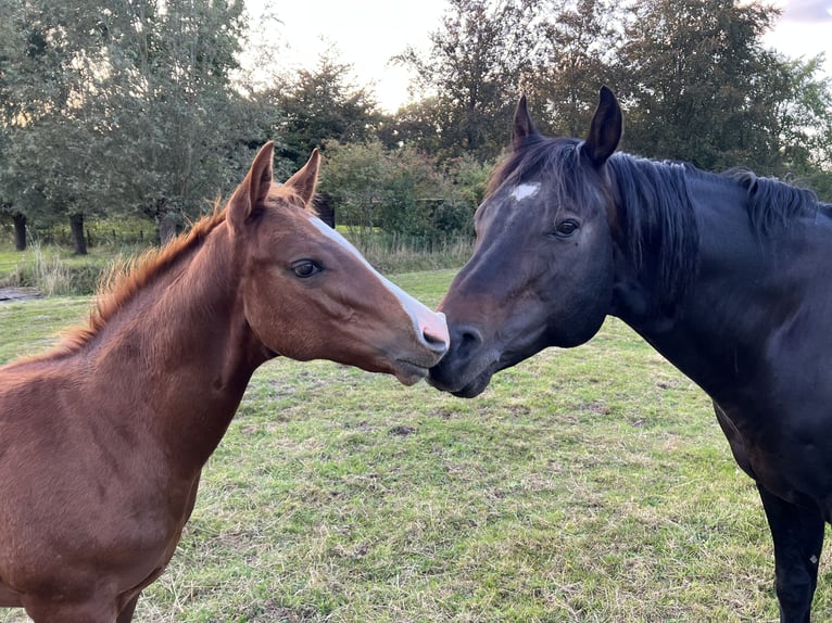 American Quarter Horse Stallion Foal (05/2025) 15,2 hh Bay in Brummen