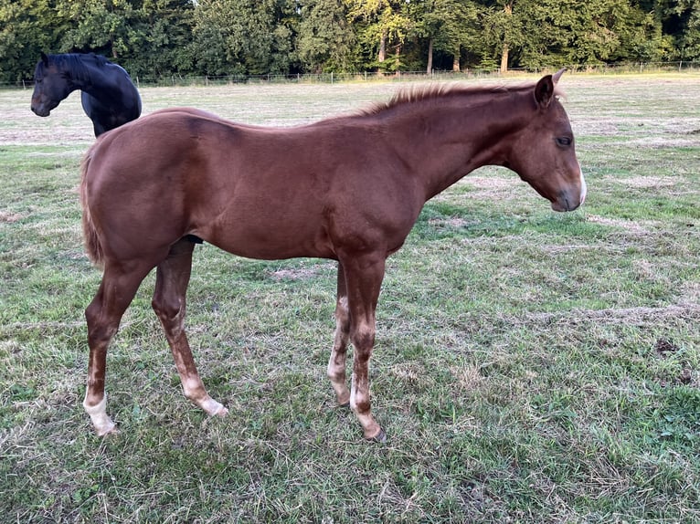 American Quarter Horse Stallion Foal (05/2025) 15,2 hh Bay in Brummen