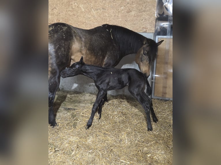 American Quarter Horse Stallion Foal (03/2026) 15,2 hh Brown in Rosenfeld