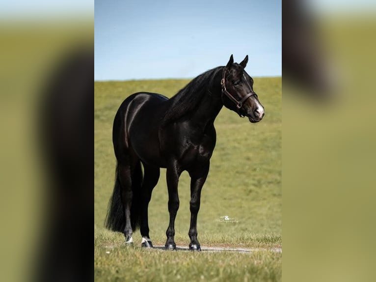American Quarter Horse Stallion Foal (03/2026) 15,2 hh Brown in Rosenfeld