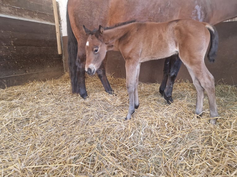 American Quarter Horse Stallion  15,2 hh Brown in Greifenstein