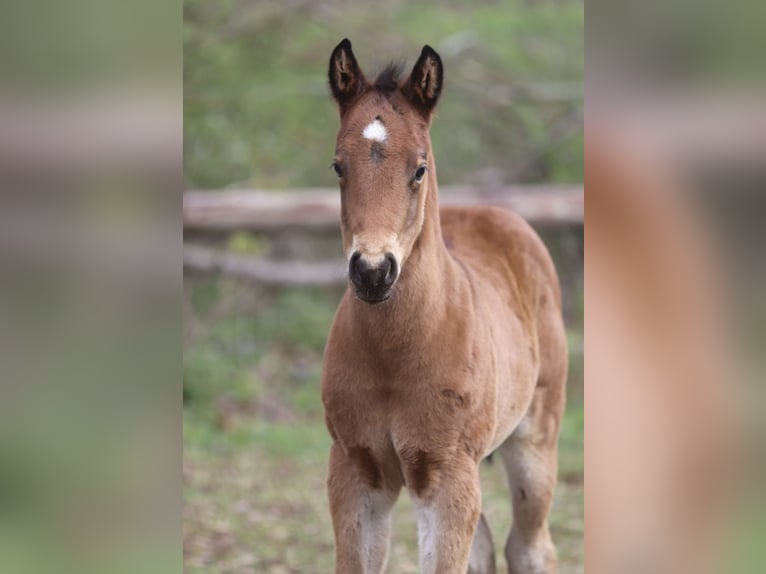 American Quarter Horse Stallion  15,2 hh Brown in Greifenstein
