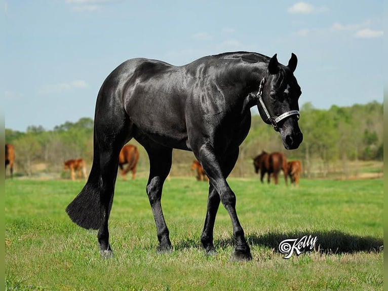 American Quarter Horse Stallion  15,2 hh Brown in Midwolde