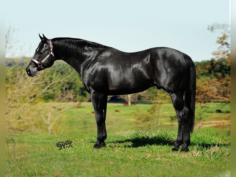 American Quarter Horse Stallion  15,2 hh Brown in Midwolde