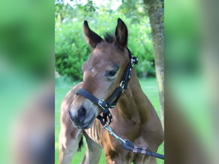 American Quarter Horse Stallion  15,2 hh Brown in Midwolde