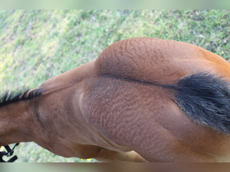 American Quarter Horse Stallion  15,2 hh Brown in Midwolde