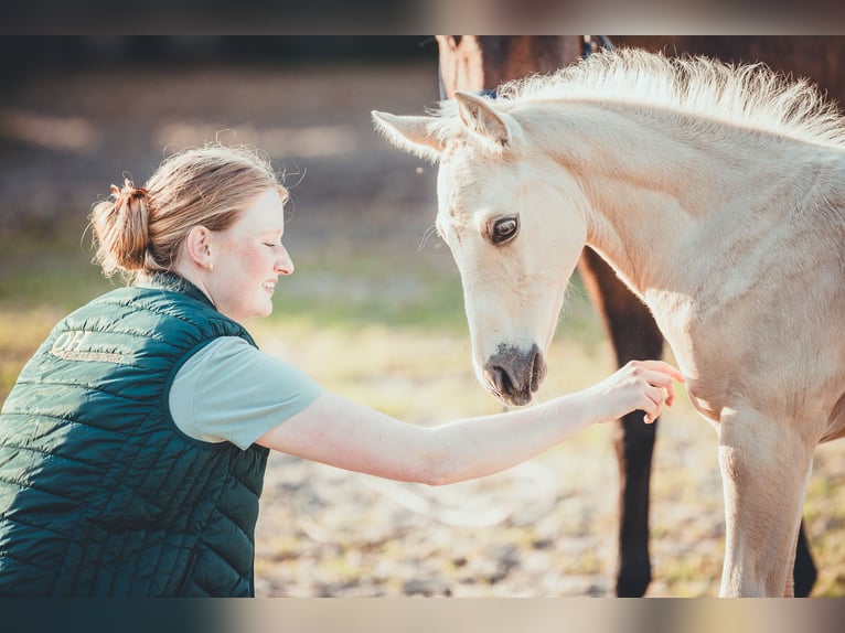American Quarter Horse Stallion Foal (05/2025) 16 hh Palomino in Rheine American Quarter Horse Stallion Foal (05/2025) 16 hh Palomino in Rheine