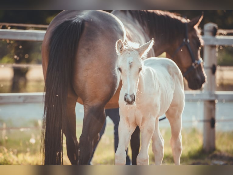 American Quarter Horse Stallion Foal (05/2025) 16 hh Palomino in Rheine American Quarter Horse Stallion Foal (05/2025) 16 hh Palomino in Rheine