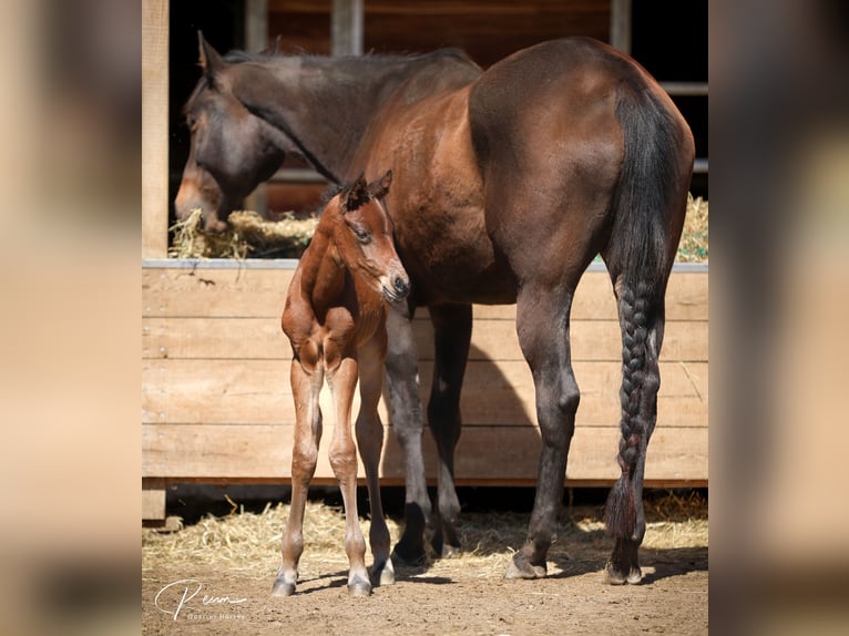 American Quarter Horse Stallion Foal (04/2025) 16,1 hh Brown in Anzing