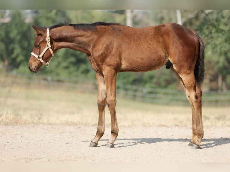 American Quarter Horse Stallion Foal (04/2025) 16,1 hh Brown in Anzing
