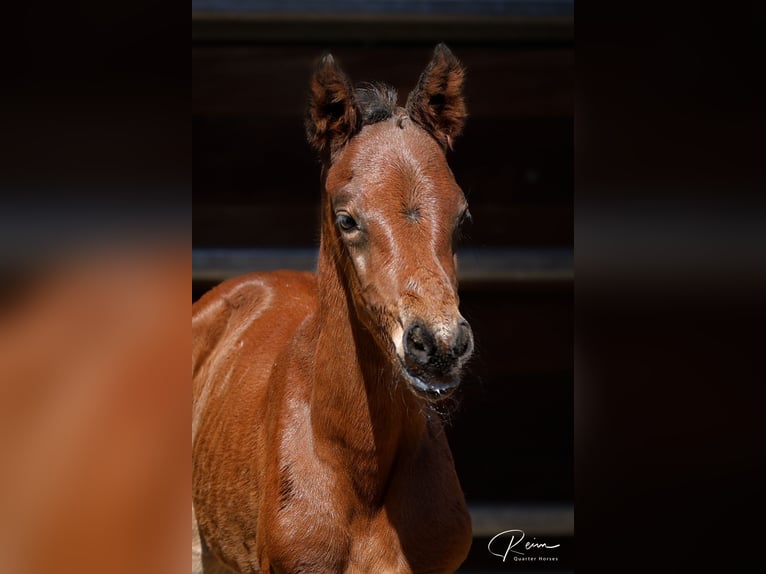 American Quarter Horse Stallion Foal (04/2025) 16,1 hh Brown in Anzing