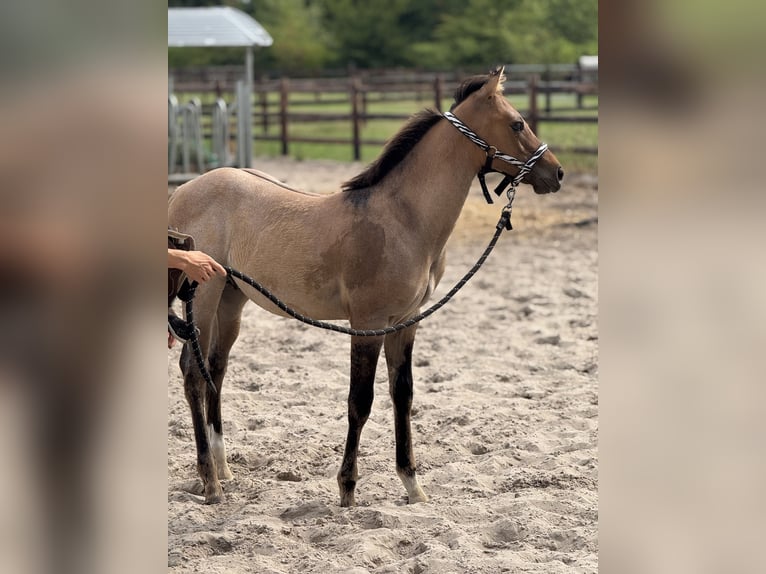 American Quarter Horse Stallion Foal (04/2025) 9,2 hh Red Dun in Cromvoirt