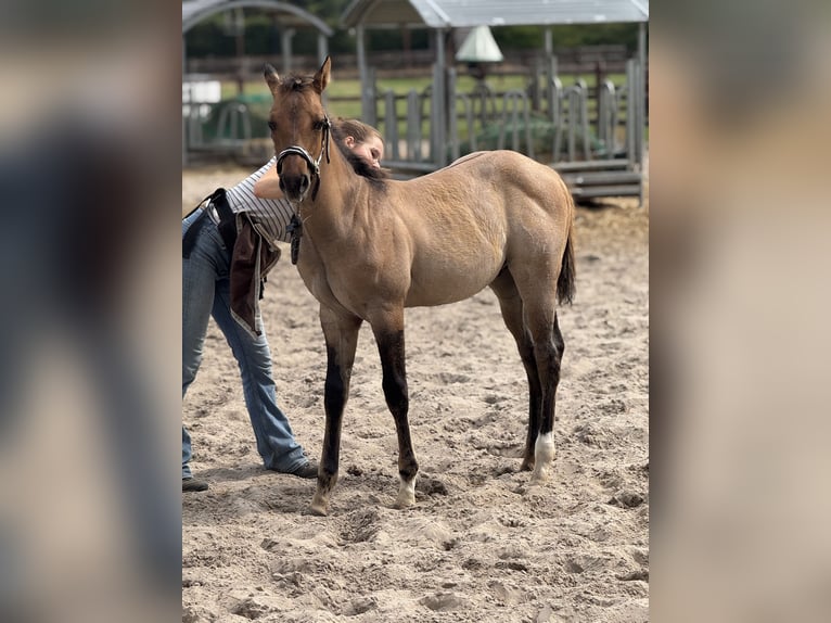 American Quarter Horse Stallion Foal (04/2025) 9,2 hh Red Dun in Cromvoirt