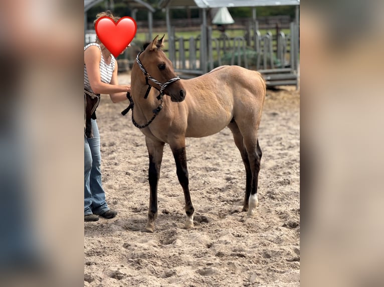 American Quarter Horse Stallion Foal (04/2025) 9,2 hh Red Dun in Cromvoirt