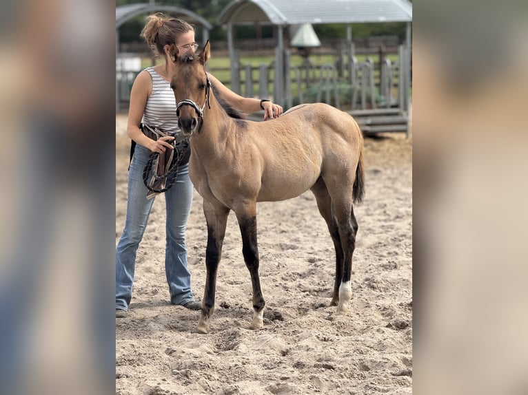 American Quarter Horse Stallion Foal (04/2025) 9,2 hh Red Dun in Cromvoirt