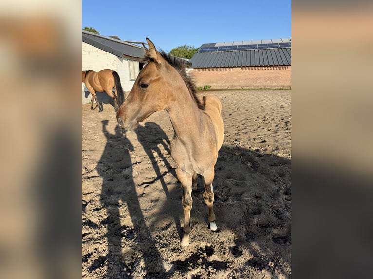 American Quarter Horse Stallion Foal (04/2025) 9,2 hh Red Dun in Cromvoirt