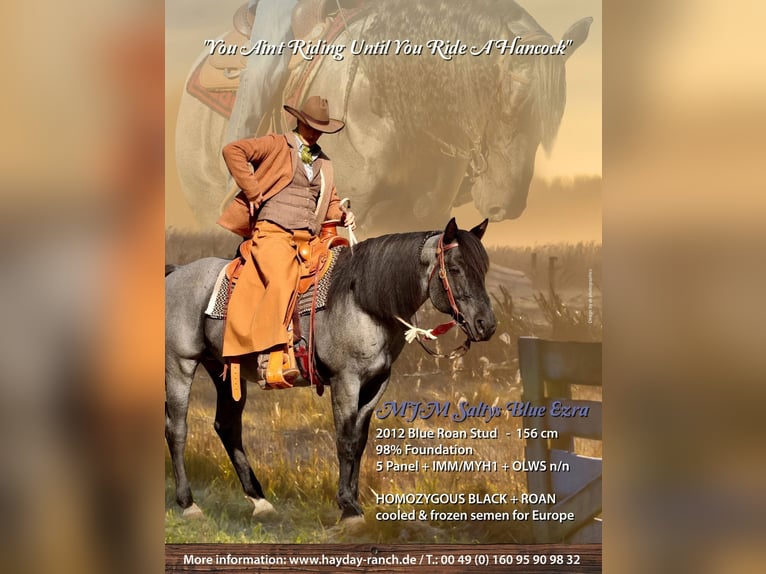 American Quarter Horse Stallion  9,2 hh Red Dun in Cromvoirt