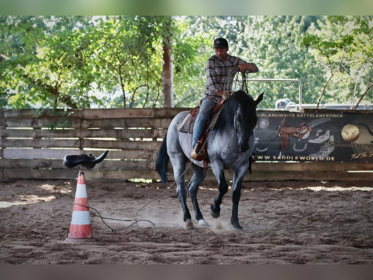 American Quarter Horse Stallion  9,2 hh Red Dun in Cromvoirt