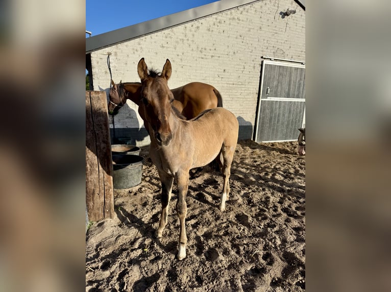 American Quarter Horse Stallion Foal (04/2025) 9,2 hh Red Dun in Cromvoirt