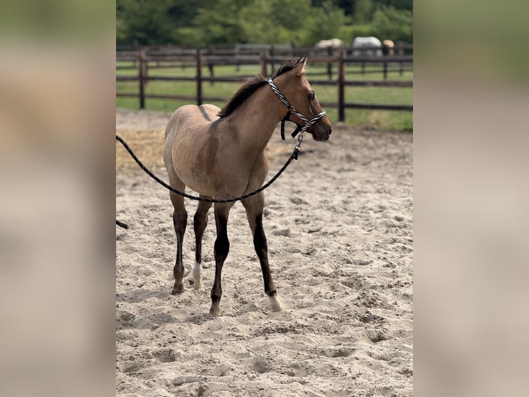American Quarter Horse Stallion Foal (04/2025) 9,2 hh Red Dun in Cromvoirt